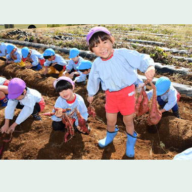 年長さつまいもほり