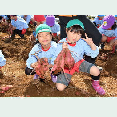 年長さつまいもほり