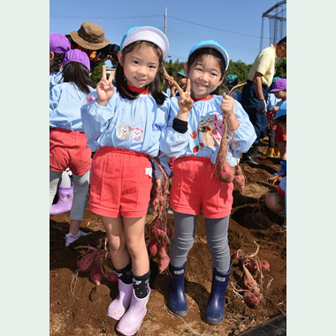 年長さつまいもほり