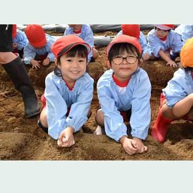 年少・ほし組さつまいもほり