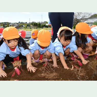 年少・ほし組さつまいもほり