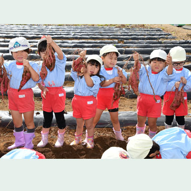 年少・ほし組さつまいもほり