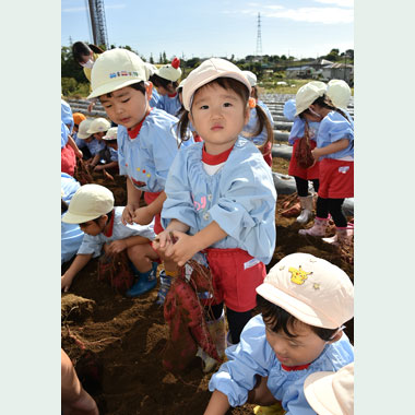 年少・ほし組さつまいもほり