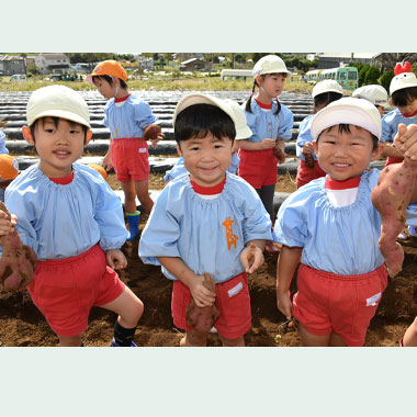 年少・ほし組さつまいもほり