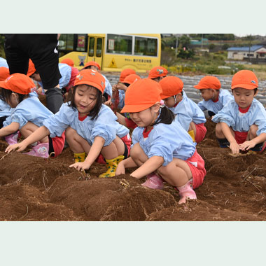 年中さつまいもほり