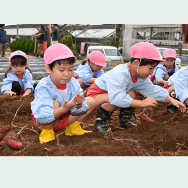 年中さつまいもほり