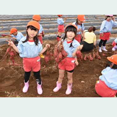 年中さつまいもほり