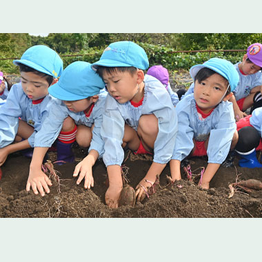 さつまいもほり