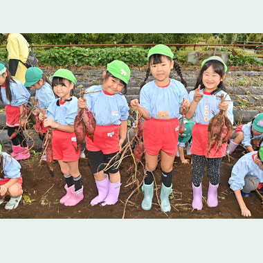 さつまいもほり