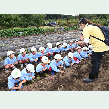 さつまいもほり