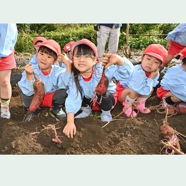 さつまいもほり