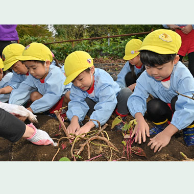 さつまいもほり