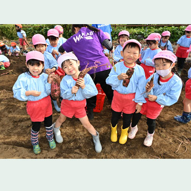 さつまいもほり